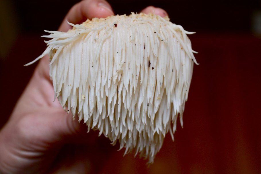 Ежевик (ежовик) гребенчатый