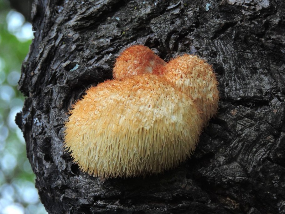 Ежовик Герициум