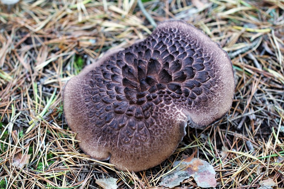 Ежовик Герициум