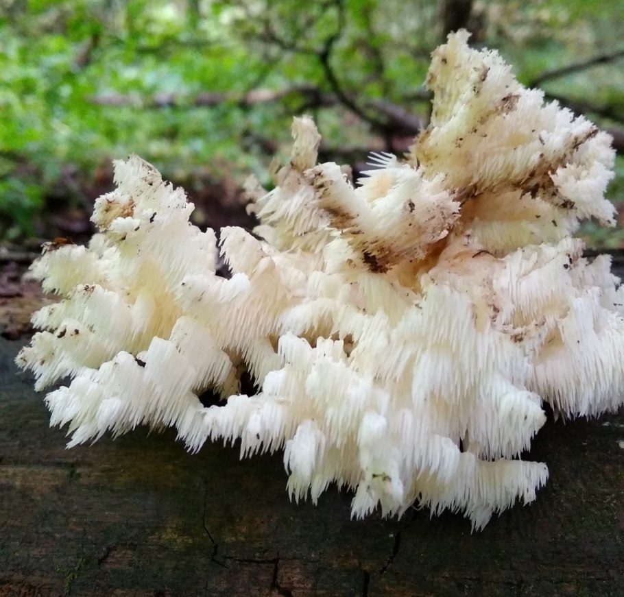 Трутовик ежовик