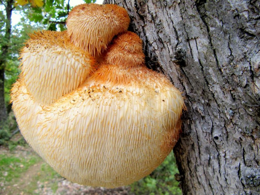 Львиная грива (ежевик гребенчатый)