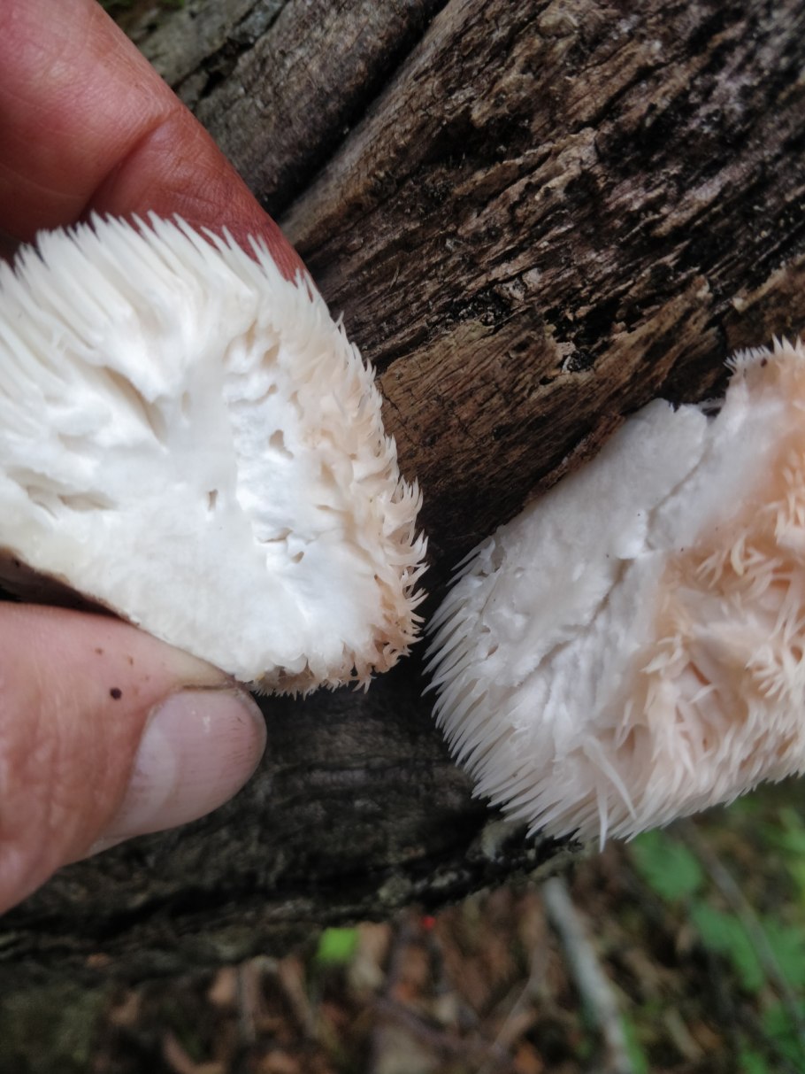 Трутовик ежовик