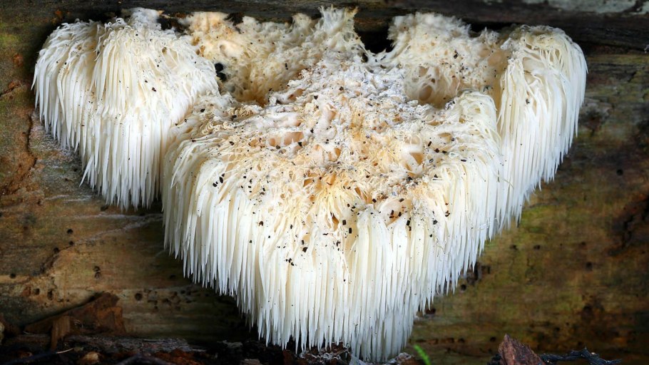 Гриб Дедова борода