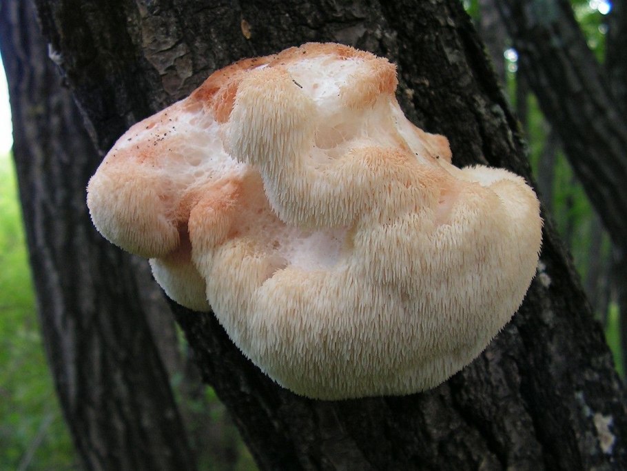 Гриб ежовик гребенчатый