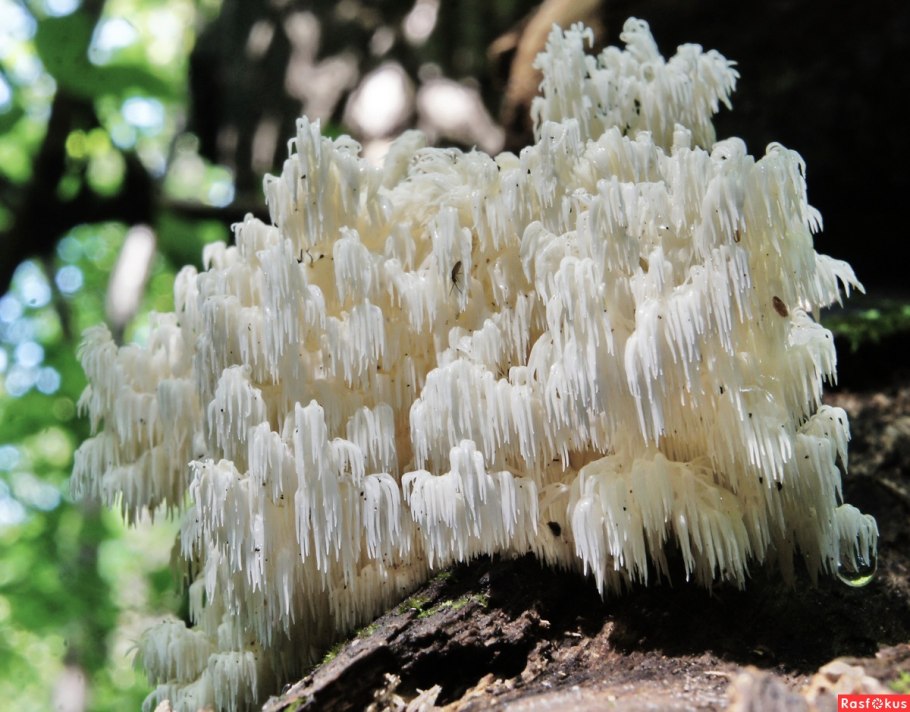 Ежевик коралловидный Дальневосточный