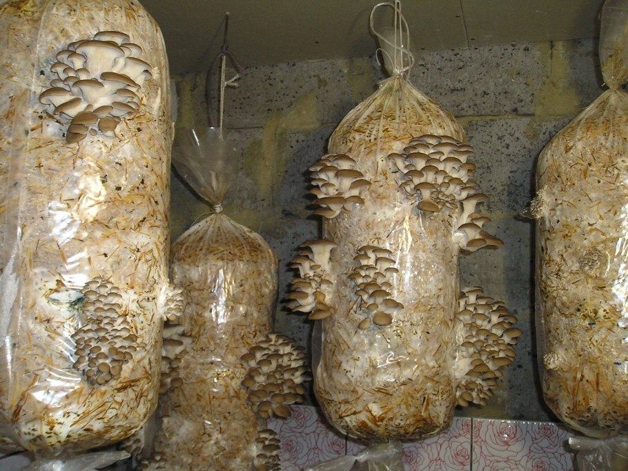 Вешенки искусственные