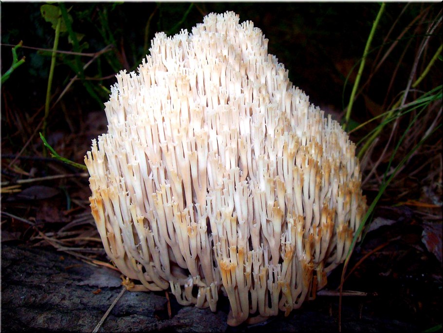 Герициум гребенчатый