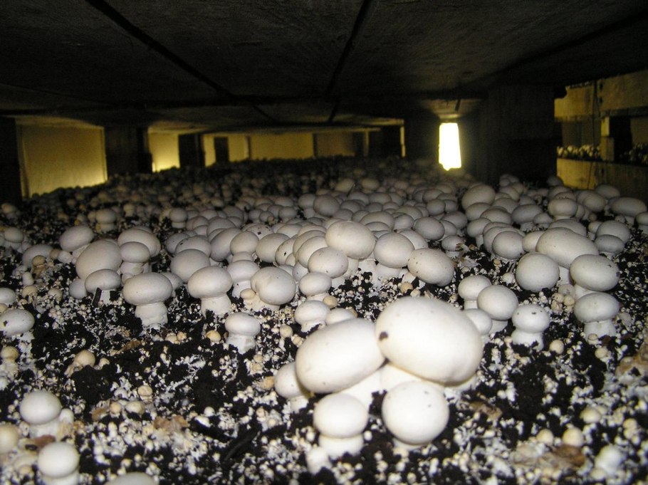 Agaricus мицелий