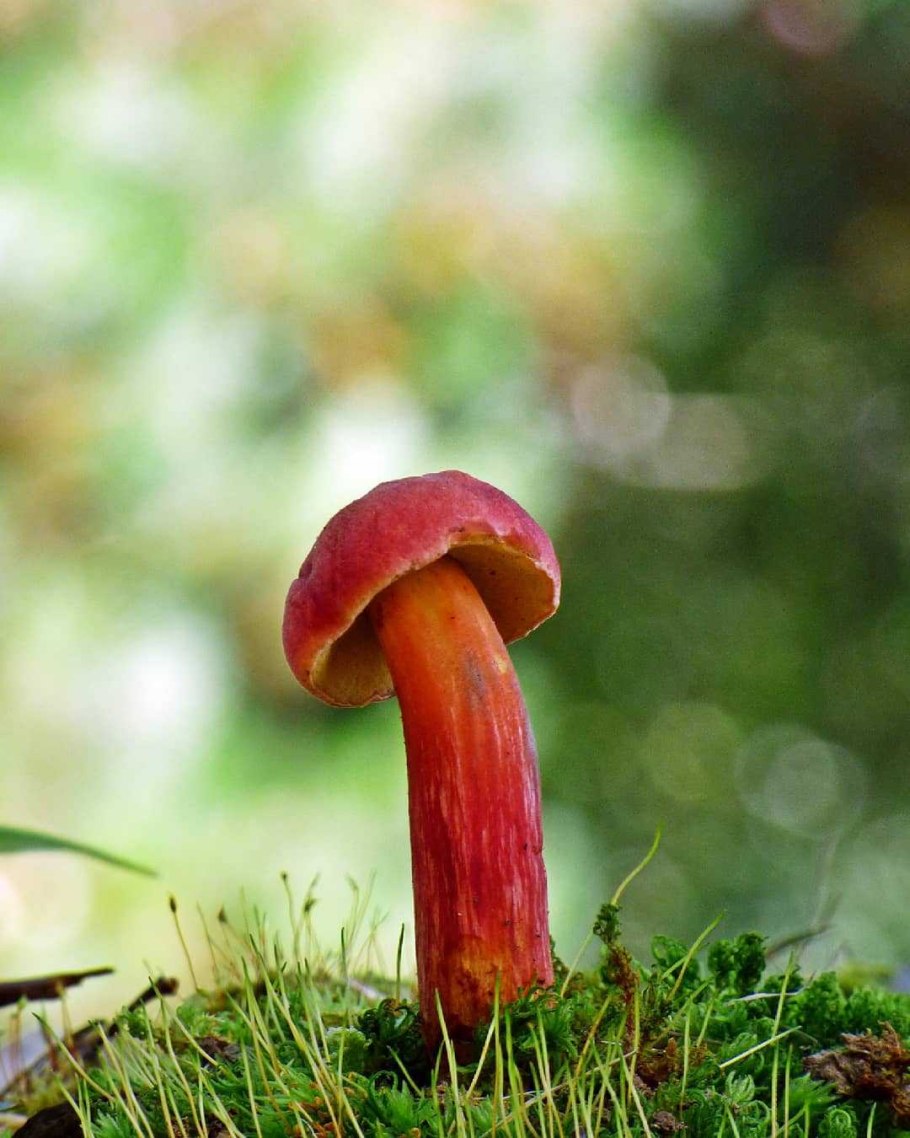 Моховик гриб