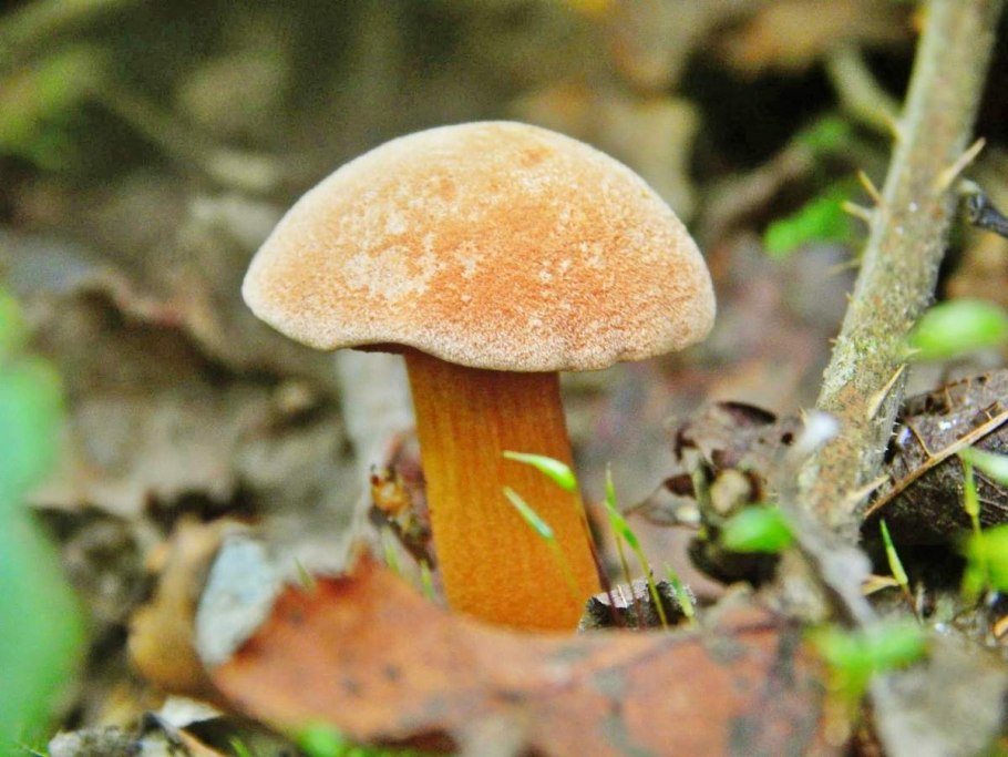 Масленок перечный (Chalciporus piperatus)