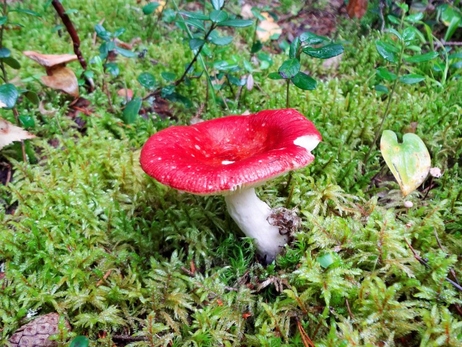 Сыроежка золотистая Russula aurata