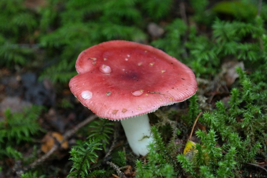 Russula sanguinea
