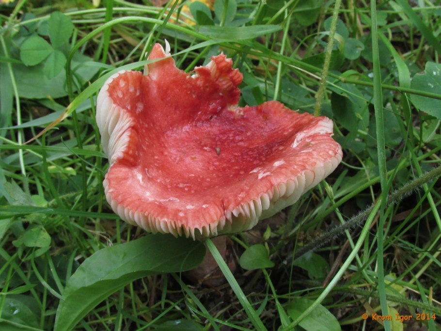 Сыроежка буреющая