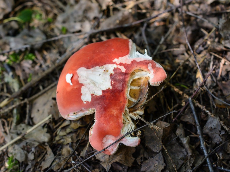 Сыроежка и мухомор