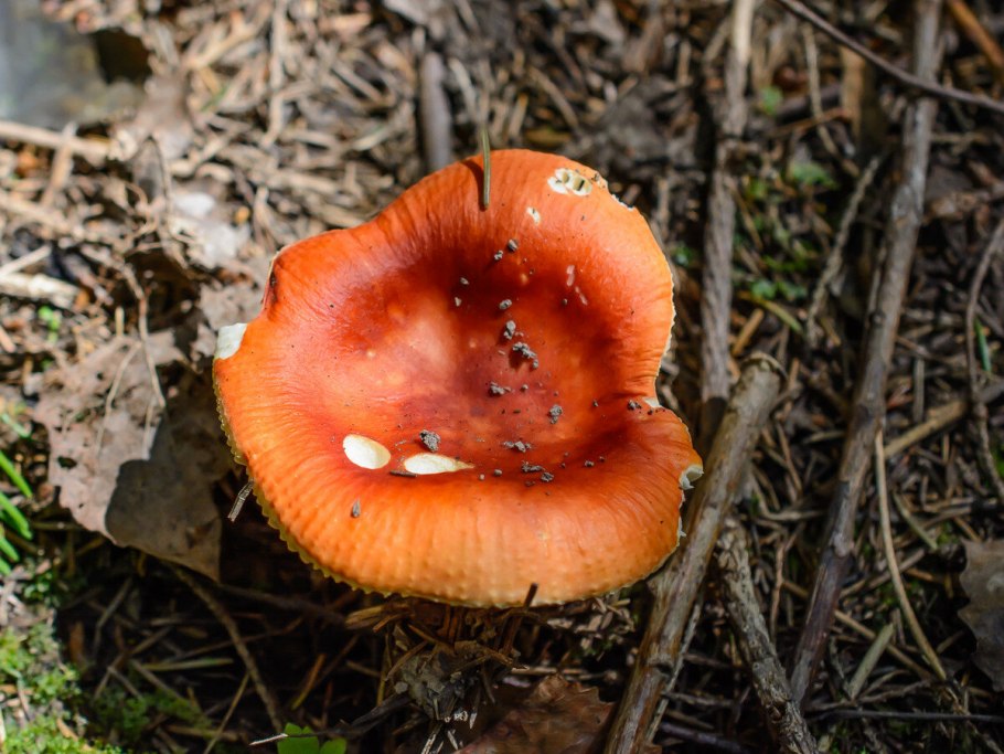 Сыроежка жгучеедкая (Russula emetica)