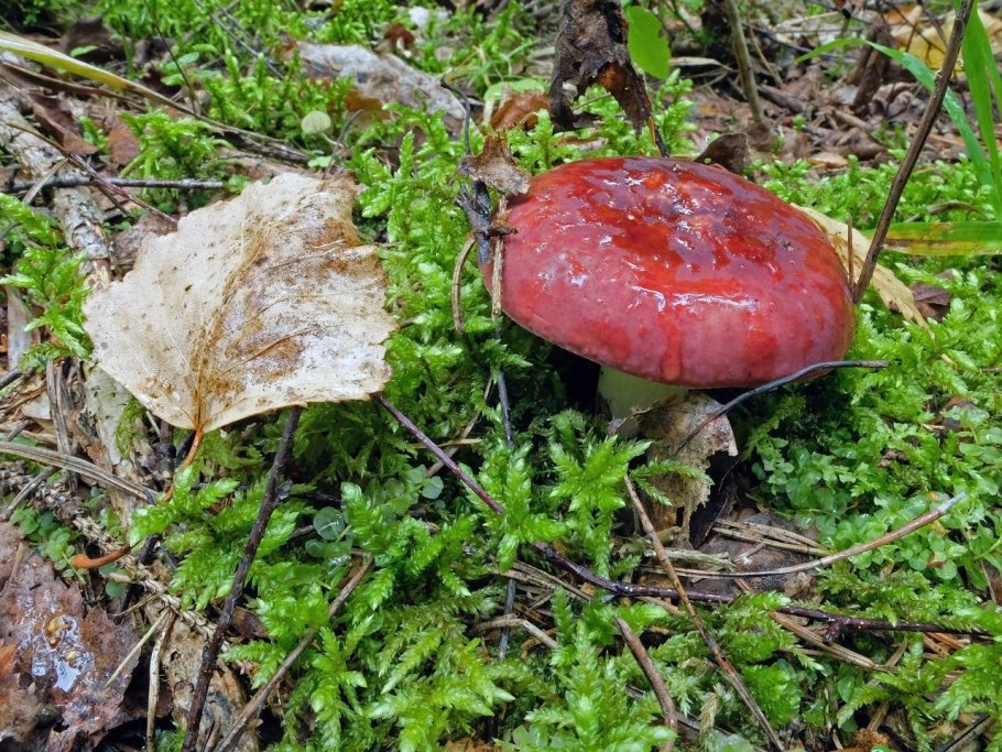 Сыроежка съедобный гриб