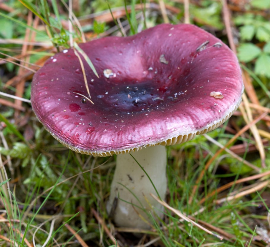Сыроежка буреющая Russula xerampelina