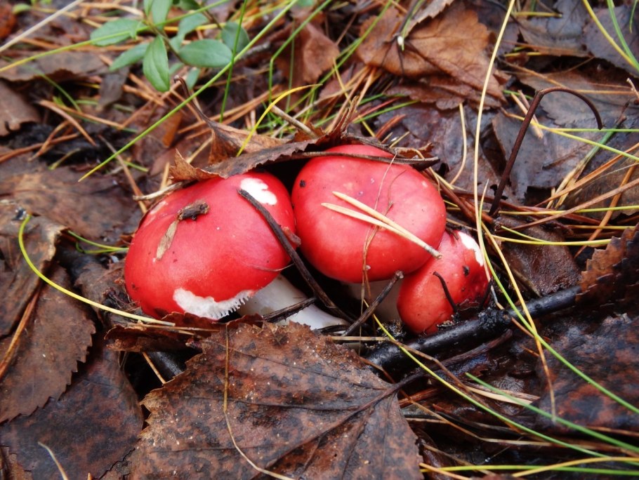 Сыроежка xerampelina