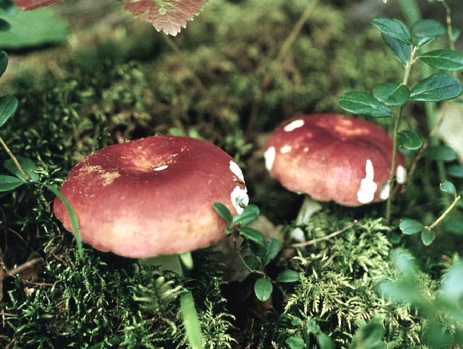 Сыроежка Боровая