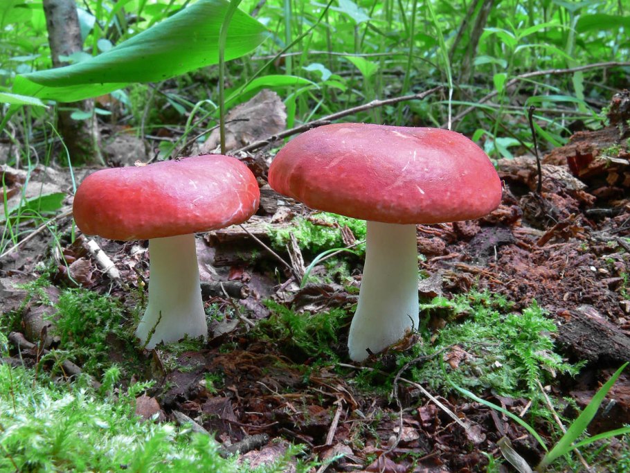 Сыроежка буреющая Russula xerampelina
