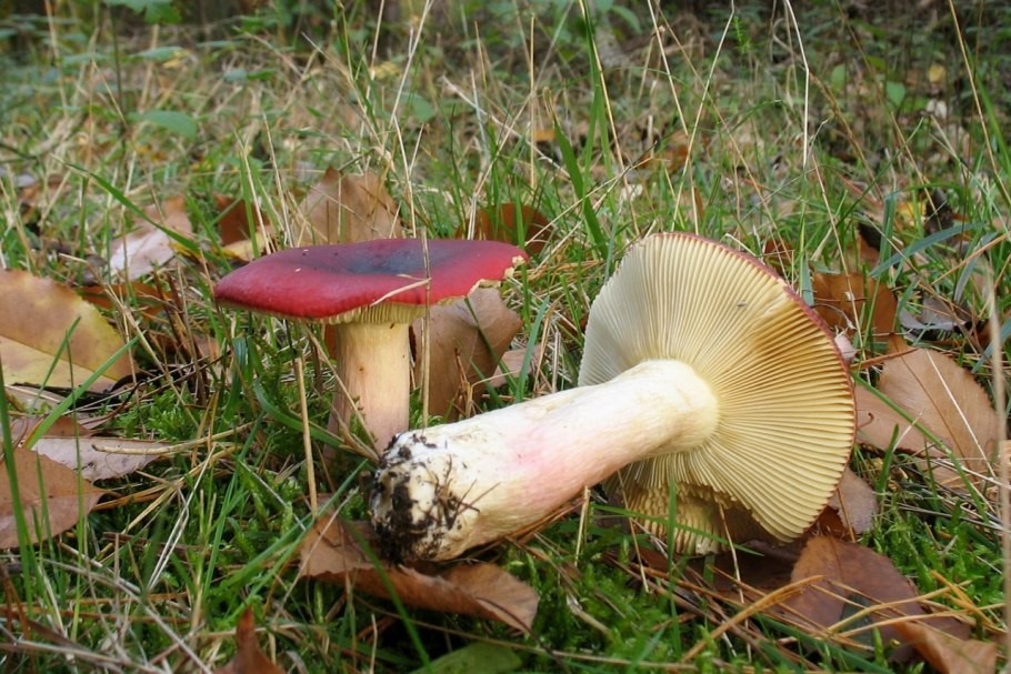 Russula sanguinea