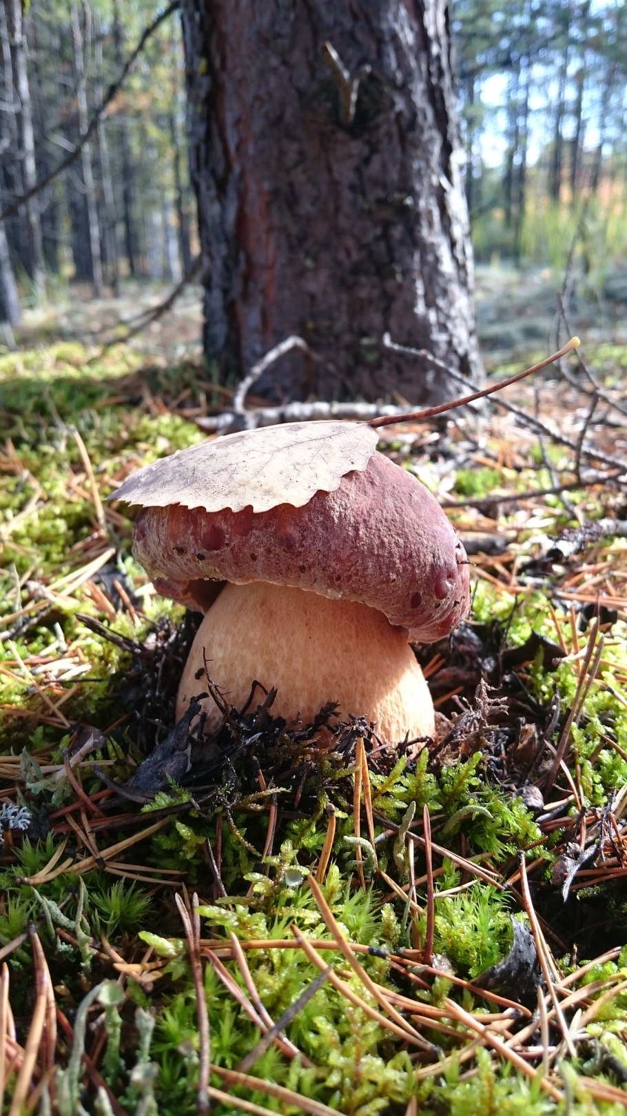Белый гриб Сосновый Boletus pinophilus