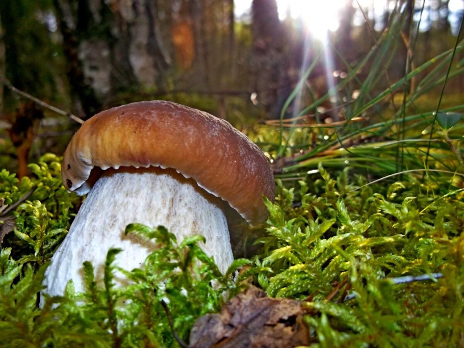 Грибы в Сосновом Бору Ленинградской области