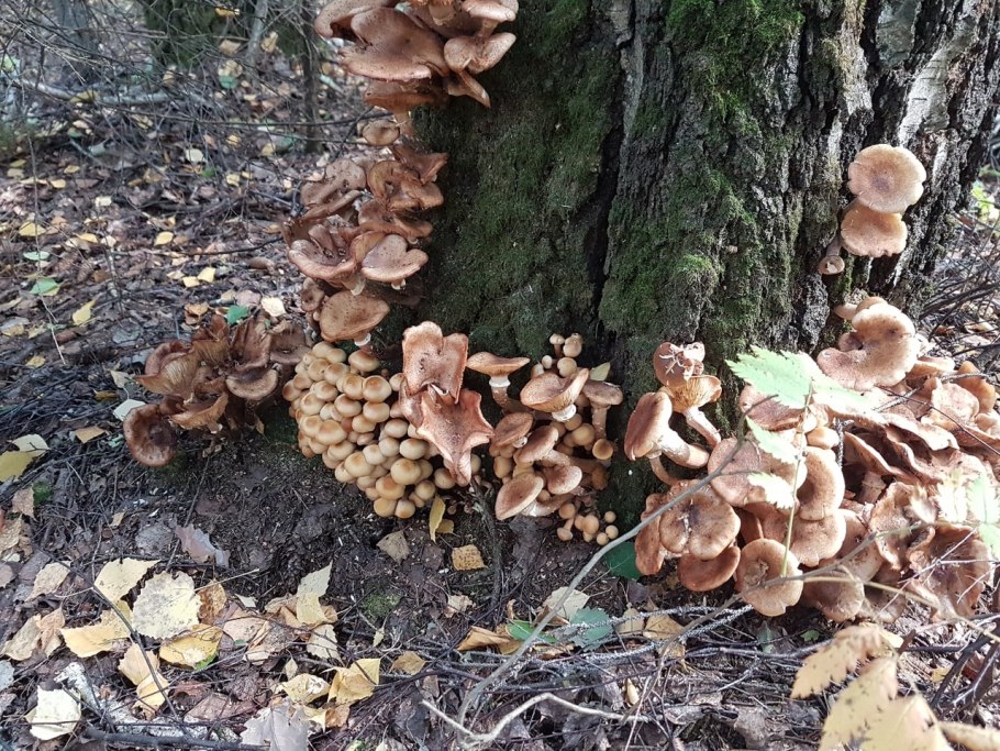 Боровик гриб в Сосновом Бору