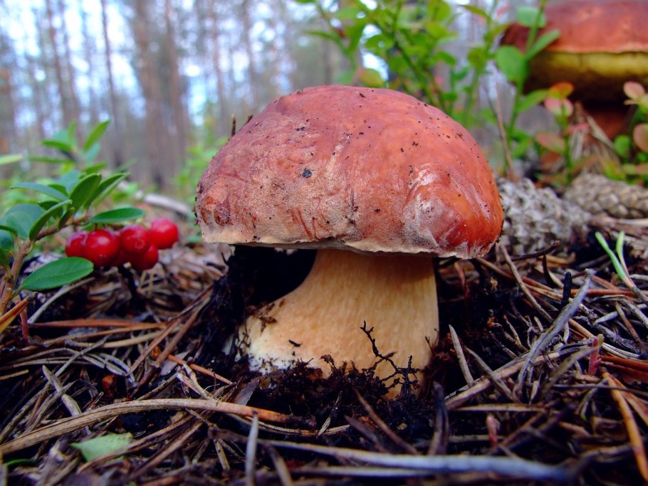 Гриб боровик сосновый