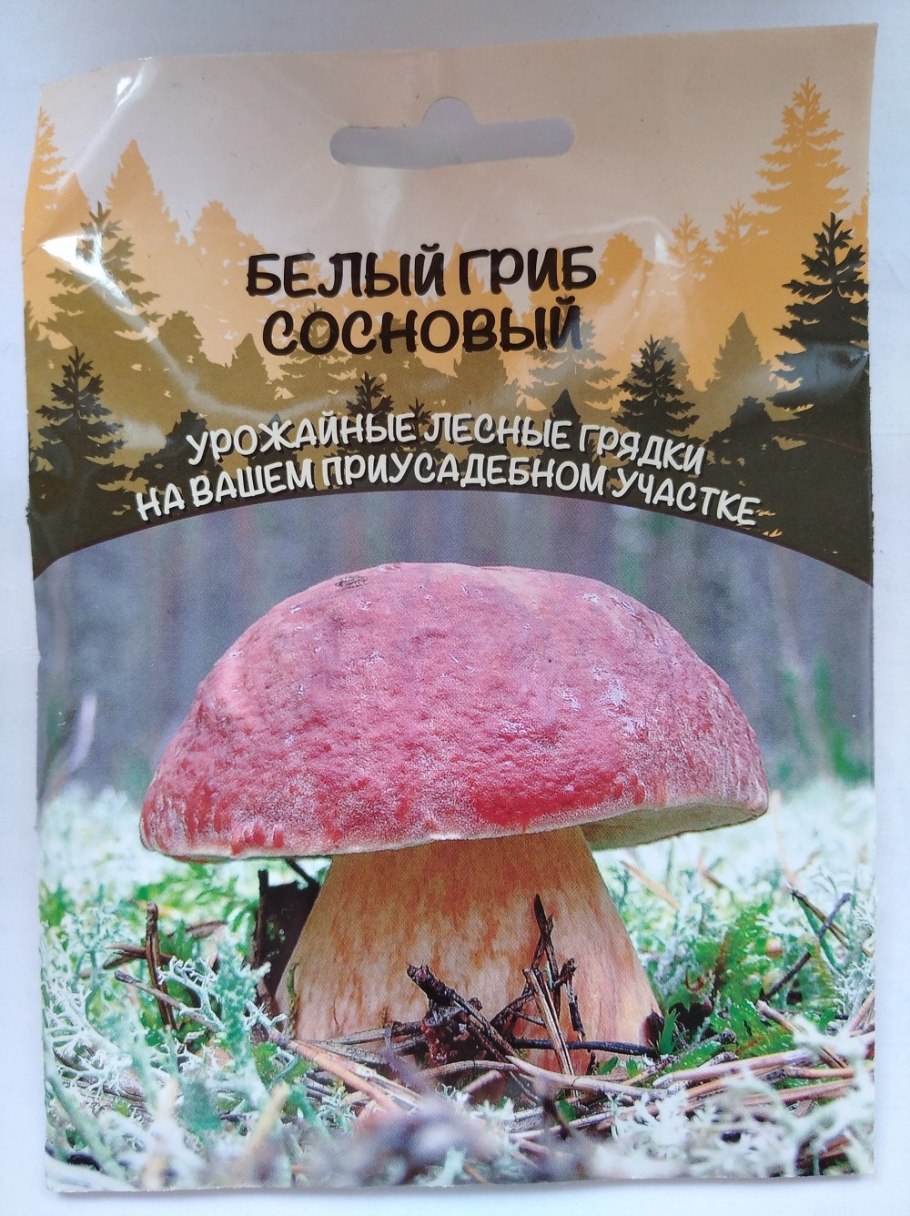 Белый гриб в лиственном лесу