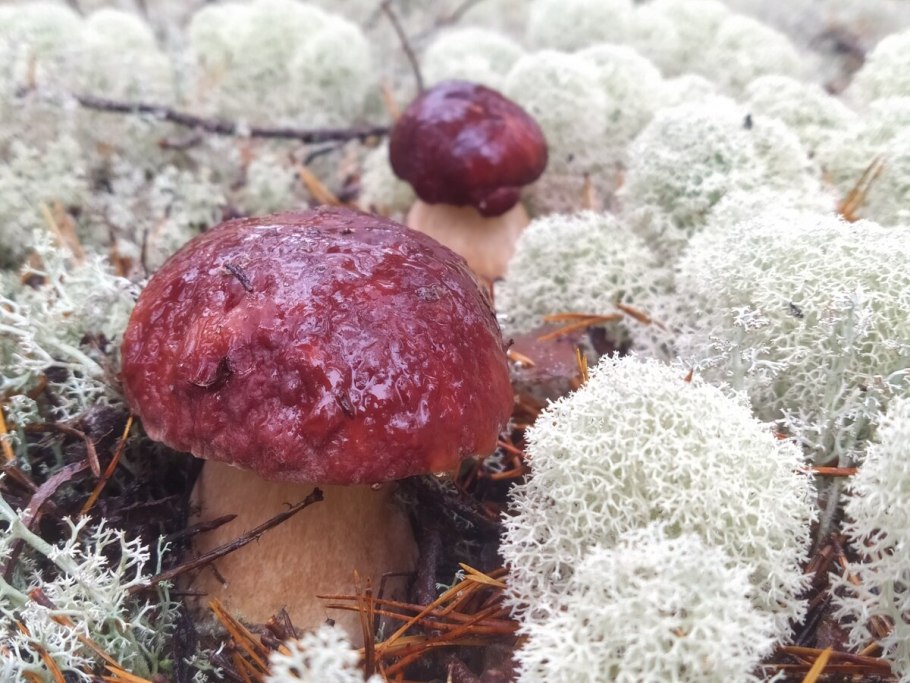 Белый гриб Boletus pinophilus