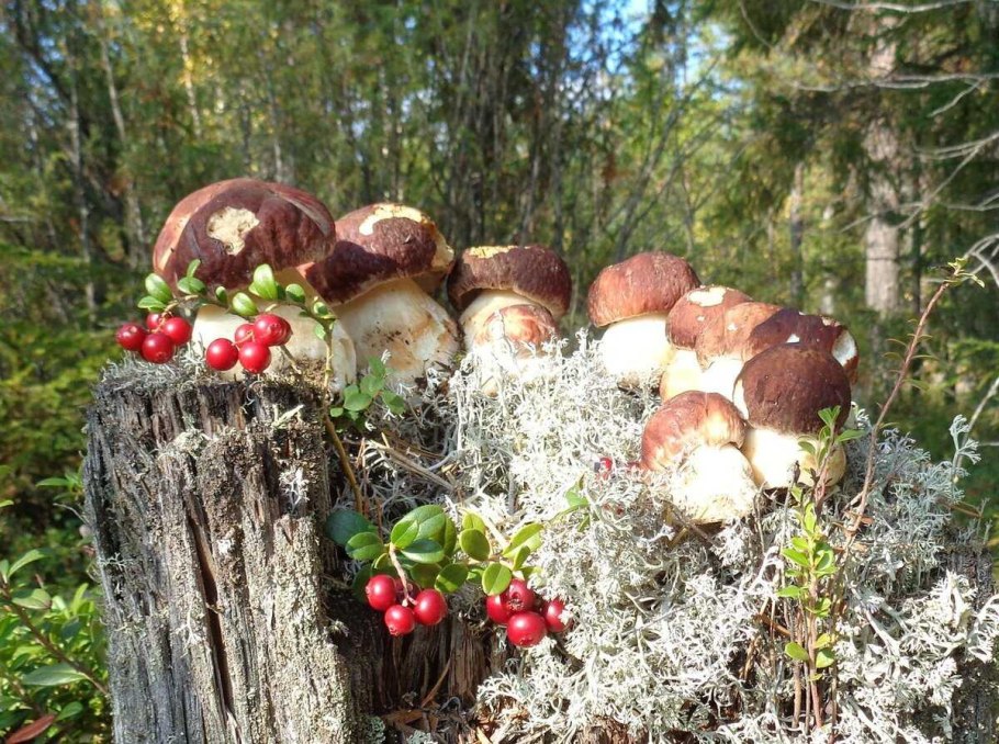 Каннельярви грибы