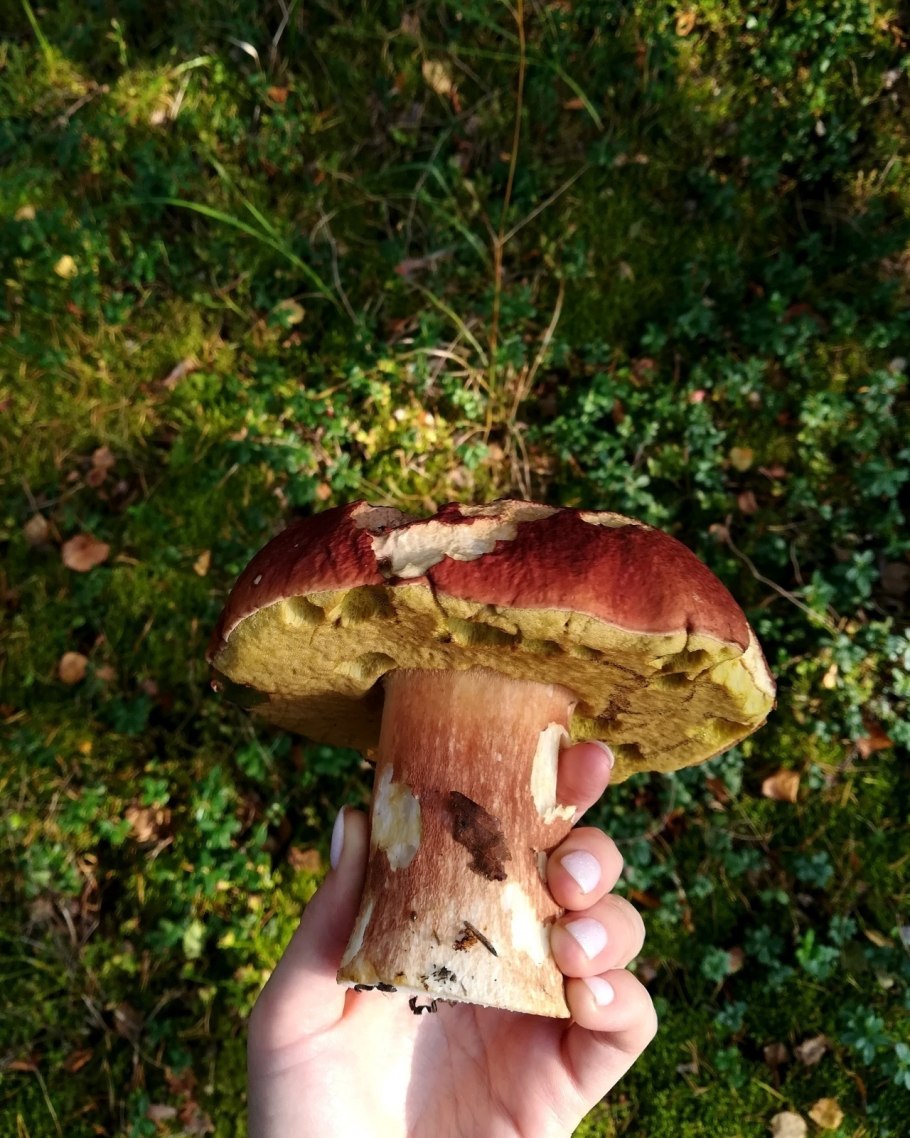 Боровик пластинчатый гриб