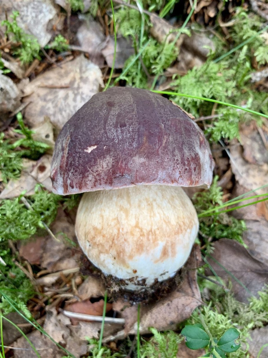 Сибирские съедобные грибы