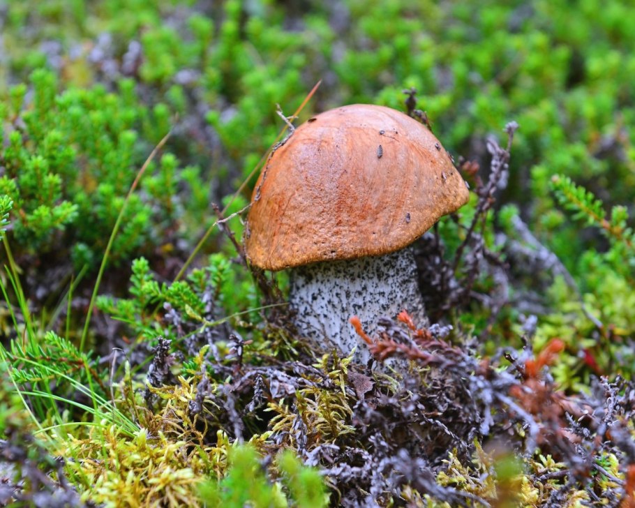 Боровик Луговой гриб