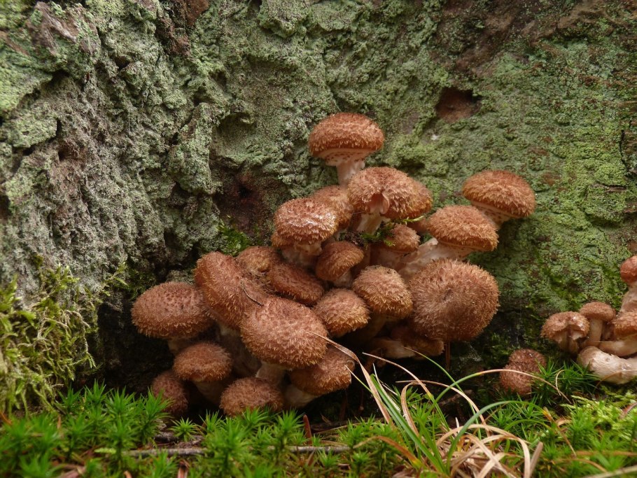 Шаман грибы ворон мох