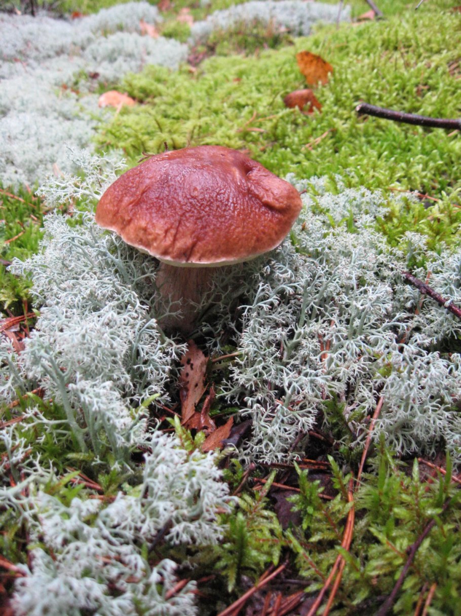 Грибы в ягеле