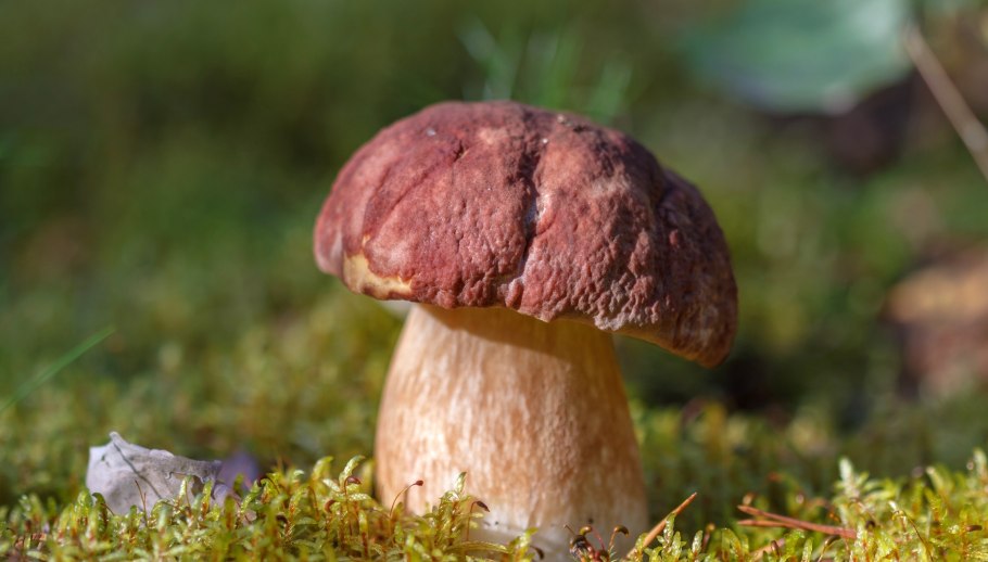 Грибы в Бору ежевик