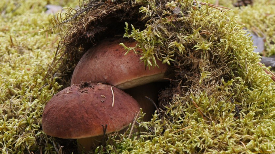 Красивые пейзажи с грибами