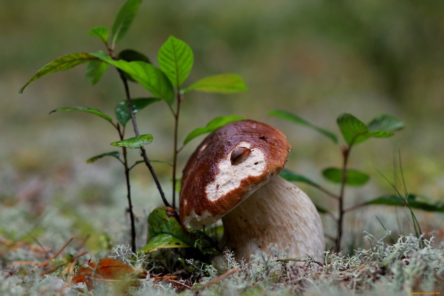 Обои с грибочками