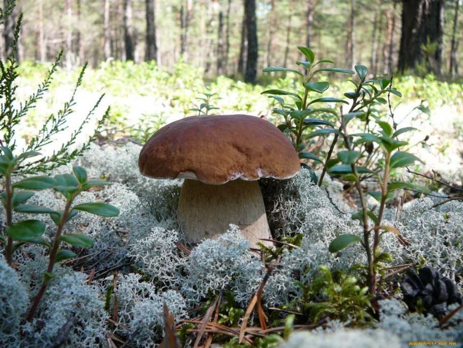 Белый гриб в ягеле