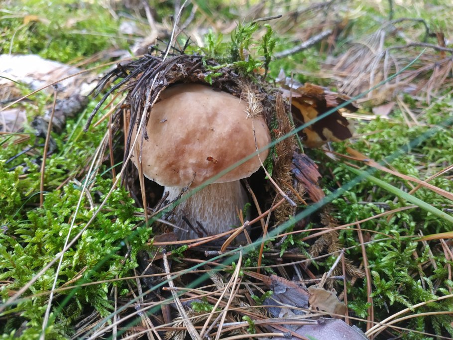 Грибной лес