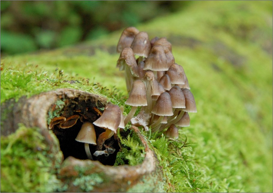 Мхи и грибы соснового леса
