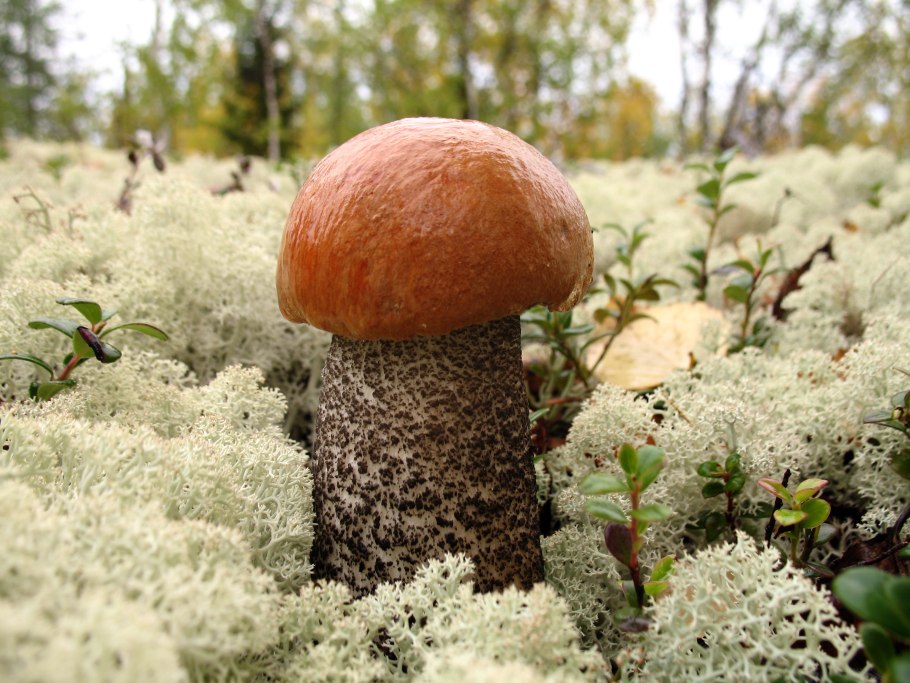 Боровик еловый