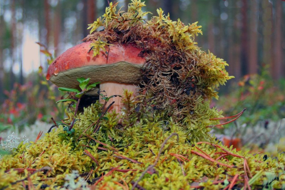 Белые грибы и ягель в Сосновом Бору