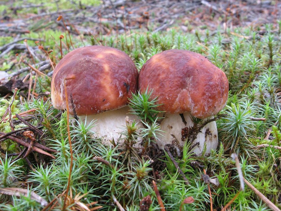 Подосиновик во мху