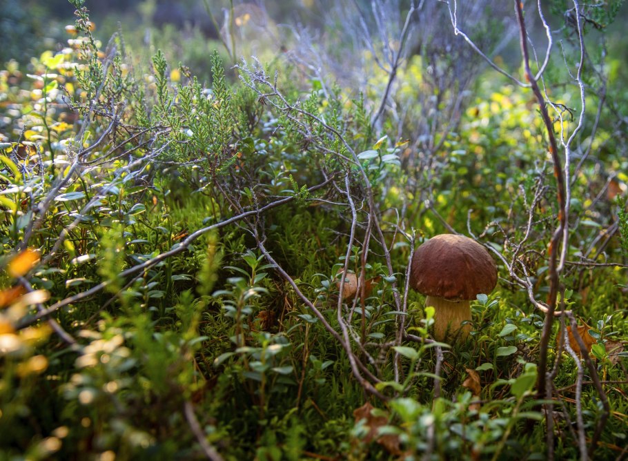 Грибная поляна