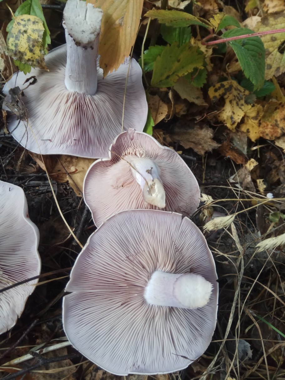 Грибы рядовки