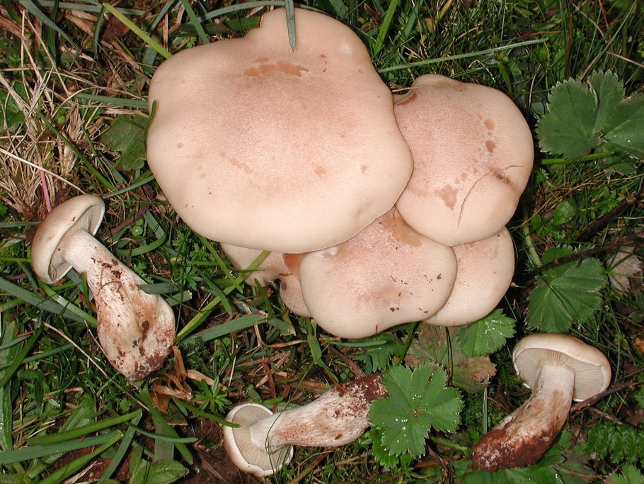 Lepista luscina гриб