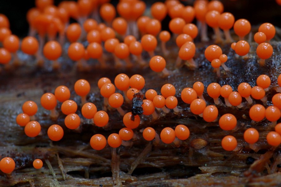 Гриб слизевик плазмодий